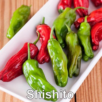 07shishito-pepper400.jpg
