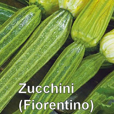 12Zucchino-Lungo-Fiorentino.jpg