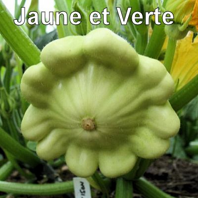 13Jaune-et-Verte-Organic-400.jpg